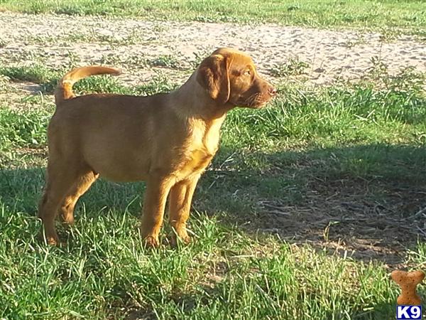 Puppies in TX